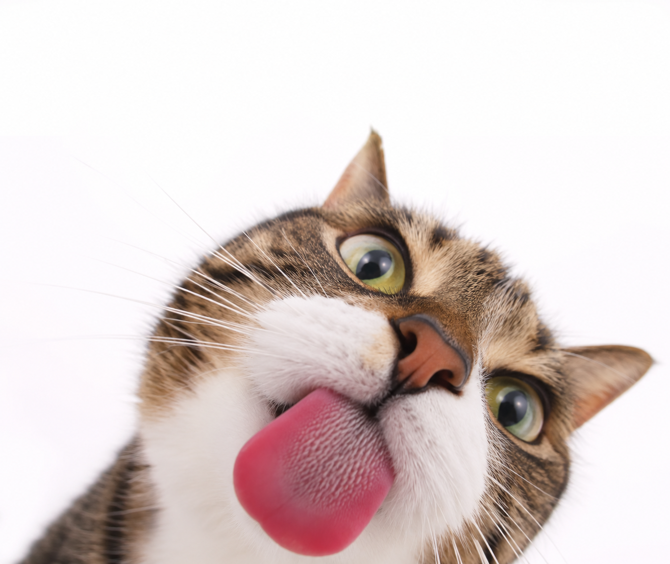 Cute Cat Magnet.